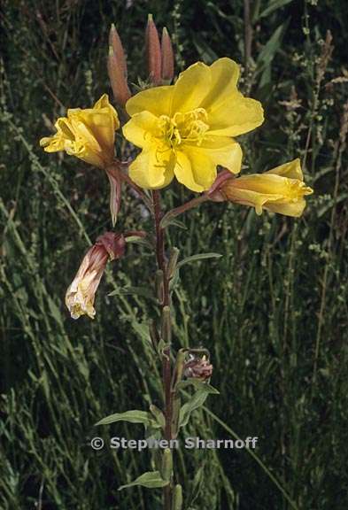 oenothera elata ssp hirsutissima 5 graphic